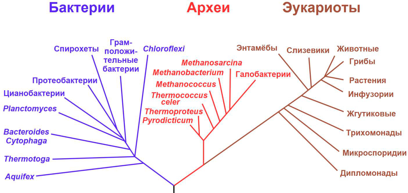 Филогенетическое дерево происхождения биологических видов